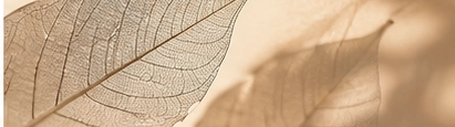 Structure delicate d une feuille translucide, symbole de transparence